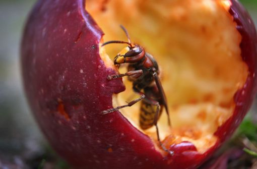 Eine Hornisse frisst an einem unter einem Apfelbaum liegenden Apfel. Foto: /Karl-Josef Hildenbrand
