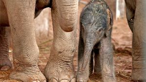 Die Geburt von Elefanten-Baby Nandita kann man auf Youtube ansehen. Foto: AP