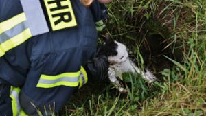 In Schorndorf-Haubersbronn wurde ein Kätzchen in einem Rohr entdeckt. Es musste in einer Tierklinik schließlich eingeschläfert werden. Foto: 7aktuell.de/Kevin Lermer