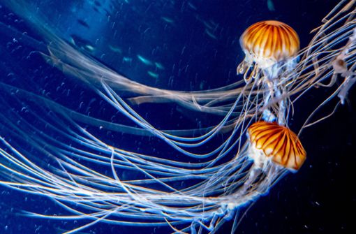 Kompassquallen (Chrysaora hysoscella)  schweben in einem Aquarium im Meereskundesmuseum Ozeaneum in  Stralsund. Quallen gehören zu den ältesten Lebewesen im Meer und existierten schon im Erdzeitalter des Kabriums (541 bis vor 485 Millionen Jahren). Sie überlebten auch das Massensterben im Silur. Foto: Imago/photo2000