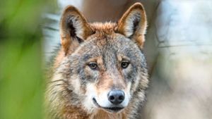 Wolfssichtungen gab es im Rems-Murr-Kreis bisher keine. Ob ein Wolf für die Risse der vergangenen Tage verantwortlich ist, muss noch geklärt werden. Foto: dpa/Bernd Thissen