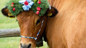 In Österreich stehen nach Angaben der Landwirtschaftskammer rund 270 000 Stück Vieh auf den knapp 8000 Almen. Foto: dpa