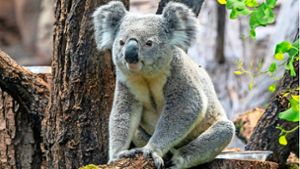 Die Koalas und die neue Australienwelt sorgten mit für eine Rekordzahl an Besuchern in der Wilhelma. Foto: Wilhelma Stuttgart