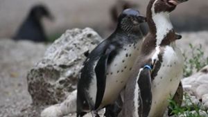 Zwei männliche Pinguine, die wie im Münchner Tierpark ein Ei behüten, sind keine Seltenheit im Tierreich. Foto: Glomex/BuzzBee