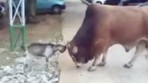 In Indien hat es eine Ziege mit einem Bullen aufgenommen. Foto: Screenshot Redaktion