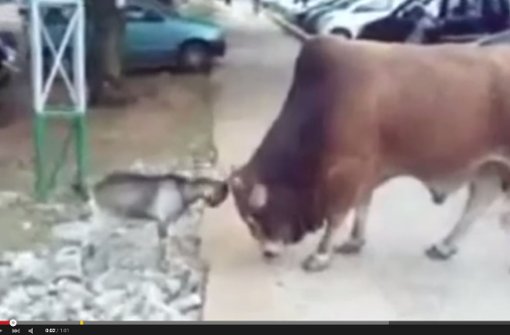 In Indien hat es eine Ziege mit einem Bullen aufgenommen. Foto: Screenshot Redaktion