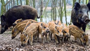 Schwein gehabt: Diese Schwarzkittel-Familie sieht noch gesund und munter aus. Foto: dpa