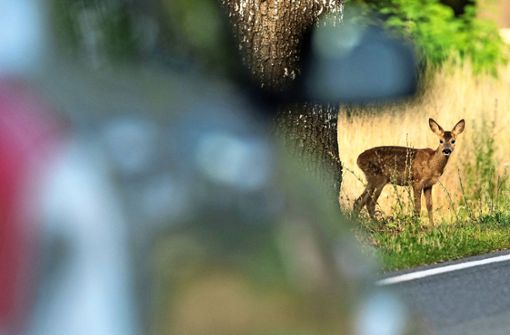 Eine sechsstellige Zahl an Wildunfällen zählt der Deutsche Jagdverband  jedes Jahr. Die Dunkelziffer dürfte allerdings wesentlich höher liegen. Foto: dpa/Patrick Pleul
