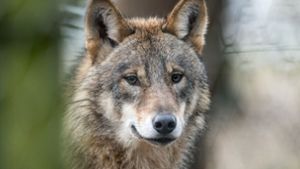 Meister Isegrimm in freier Natur: rund 70 Wolfsrudel sollen in Deutschland leben. Foto: dpa
