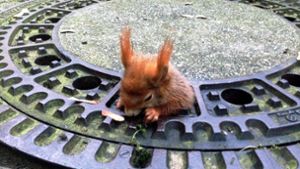 Traurige Berühmtheit erlangte das putzige Eichhörnchen namens Olivio, als es im Dezember war Eichhörnchen Olivio noch vom Pech verfolgt in einem Gullydeckel steckengeblieben ist. Heute geht es ihm besser. Foto: dpa/Tierrettung München