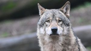 Erneut wurde im Südwesten ein Wolf gesichtet (Symbolbild). Foto: dpa/Bernd Weißbrod
