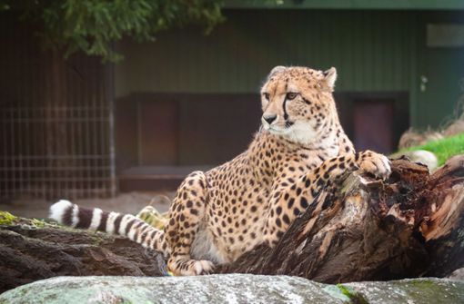 Zawadi hält Ausschau. Bald bekommt er eine Gepardin zu sehen. Foto: Wilhelma Stuttgart / Inga Dauter