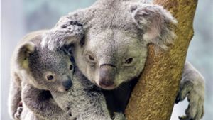 Frau rettet schreienden Koala aus Buschfeuer