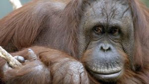 Im Basler Zoo kam es zu einem Fall von Fremdgehen bei den Orang Utans (Symbolbild). Foto: dpa