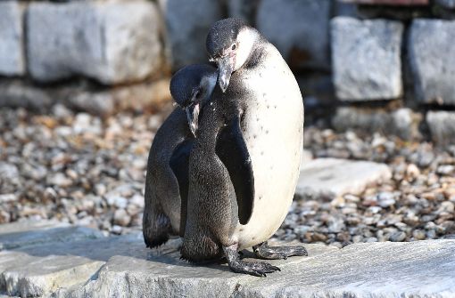 Der tot aufgefundene Pinguin aus dem Luisenpark in Mannheim wurde obduziert – der Bericht soll frühestens am Donnerstag veröffentlicht werden (Archivbild). Foto: dpa