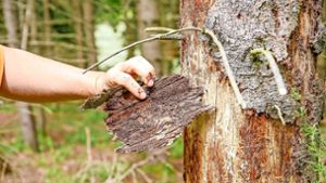 Von Schädlingen wie dem Borkenkäfer befallene Bäume eigenen sich nicht mehr für die Weiterverarbeitung. Foto:  