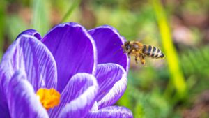 Die ersten Frühlingsboten sind auch in Bremen unterwegs: Eine Biene landet auf einem blühenden Krokus. Foto: Sina Schuldt/dpa