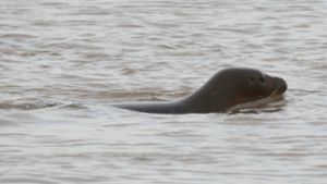 Ein Robbe schwimmt im Rhein. Im Februar 2020 war bei Krefeld ein Seehund aufgetaucht. Nun meldeten Augenzeugen erneut einen Seehund im Rhein bei Duisburg. Foto: dpa/David Young