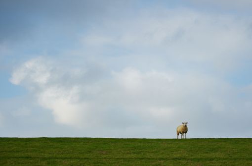 Bei Jena erschoss ein Unbekannter Schafe und Ziegen. (Symbolbild) Foto: dpa/Gregor Fischer