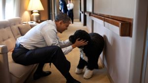 Der frühere US-Präsident Barack Obama war völlig vernarrt in seinen Hund Bo. Foto: imago images/Everett Collection