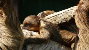 Das Baby kam in Heidelberg zur Welt. Foto: Zoo Heidelberg/Petra Medan